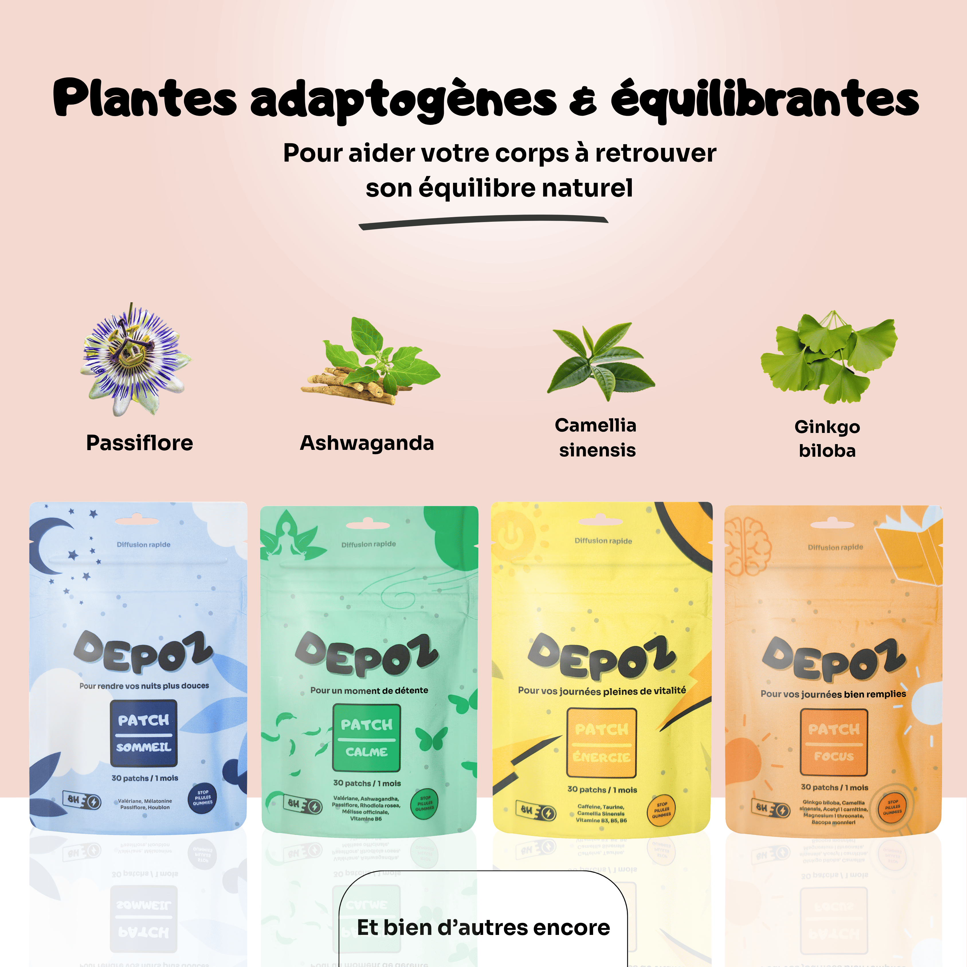 Pack Découverte